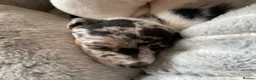 Jack Russell dogs for sale: Much Wenlock Rare Colour Jack Russell Pups Merle - Advert 10