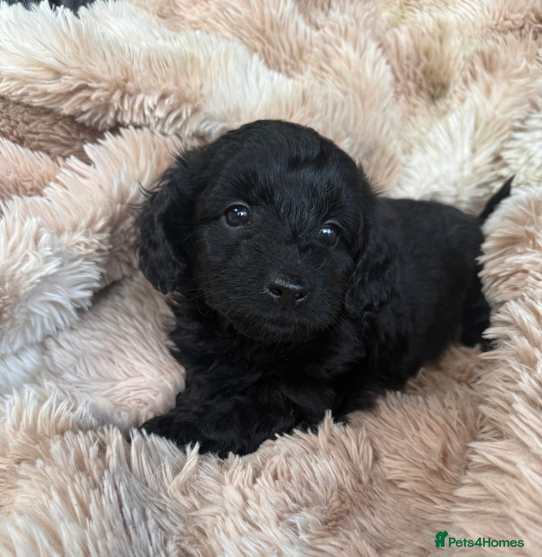 Mixed Breed dogs for sale: Daxipoo pups  - Advert 6