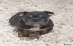 English Bulldog dogs for sale: KC REGISTERED ENGLISH BULLDOGS  - Image 3