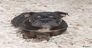 English Bulldog dogs - Advert 7