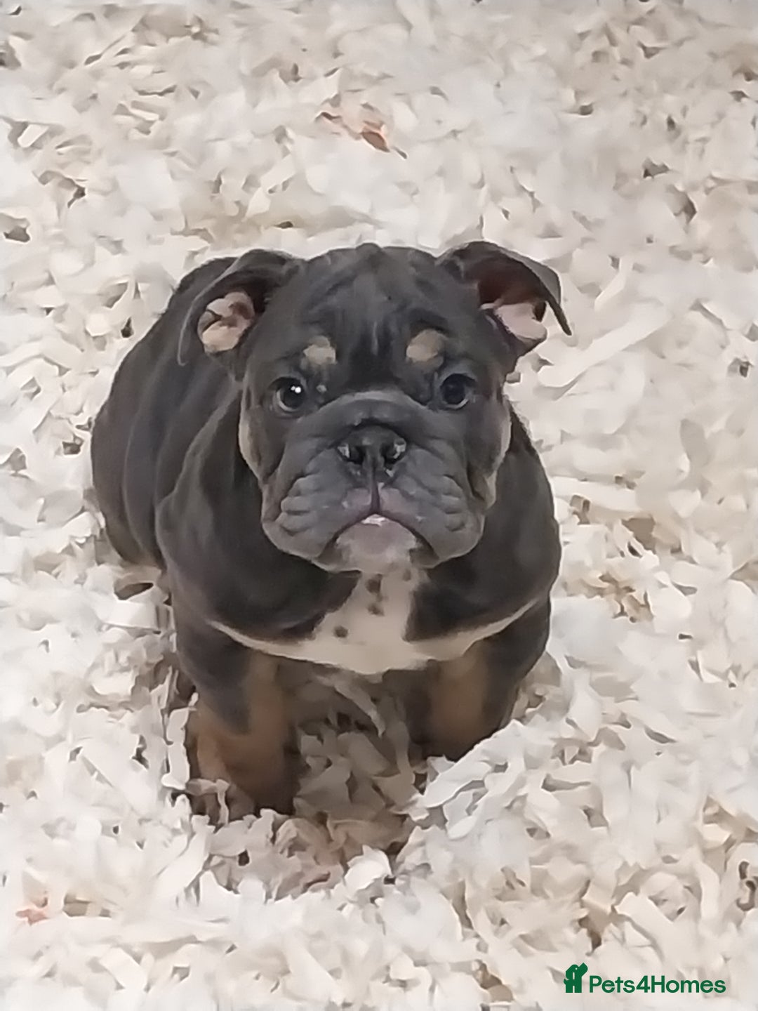 English Bulldog dogs for sale: KC REGISTERED ENGLISH BULLDOGS  - Image 3