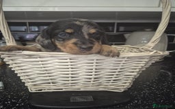 Dachshund dogs for sale: Standard dachshund's  - Image 11