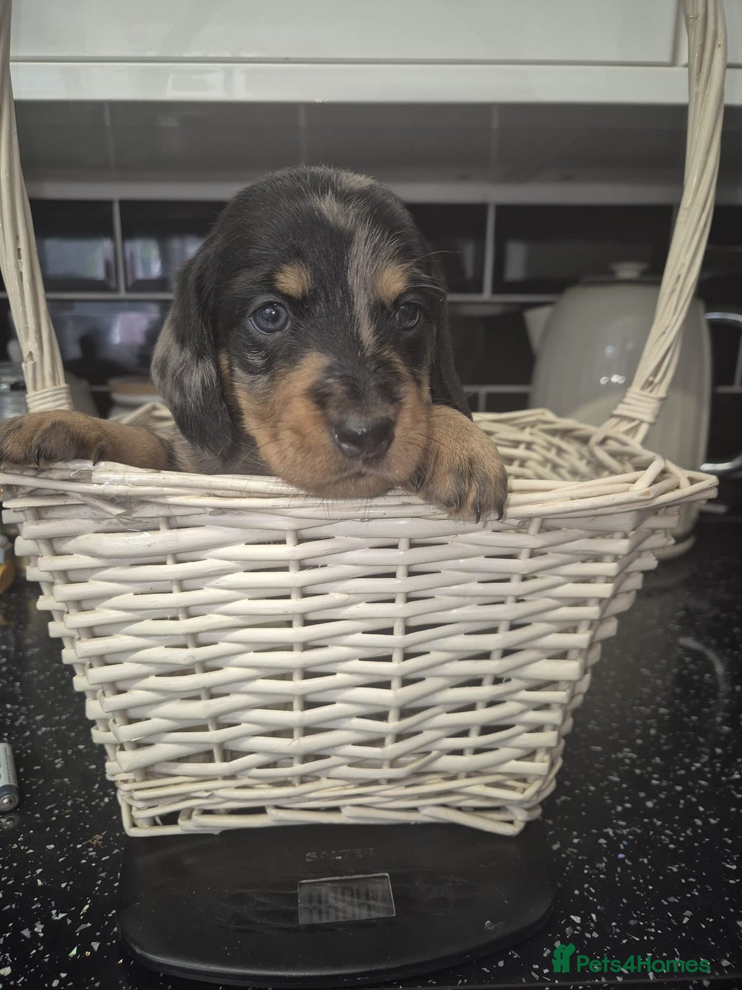 Dachshund dogs for sale: Standard dachshund's  - Image 11