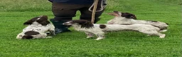 English Springer Spaniel dogs for sale: Pedigree English Springer Spaniel Pups KC Reg - Advert 17