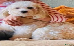 Cavapoo dogs for sale: VERY GENTLE F1b CAVAPOO~ LOVING HOME REQUIRED  - Image 3