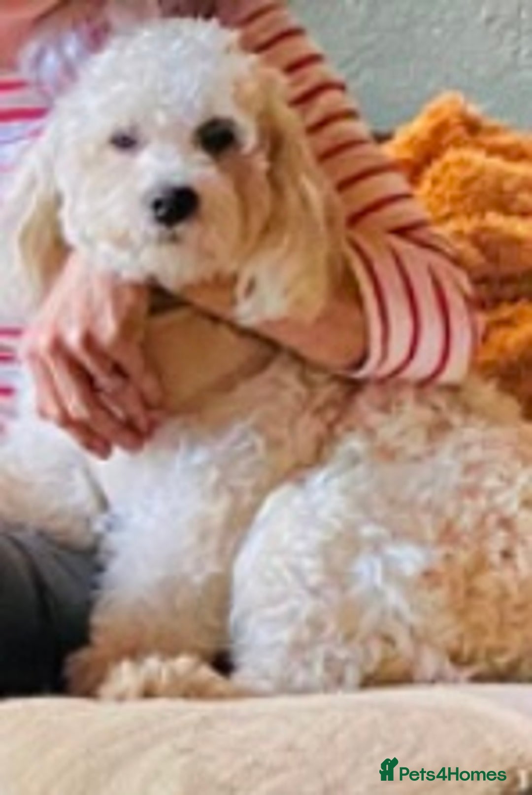 Cavapoo dogs for sale: VERY GENTLE F1b CAVAPOO~ LOVING HOME REQUIRED  - Image 3