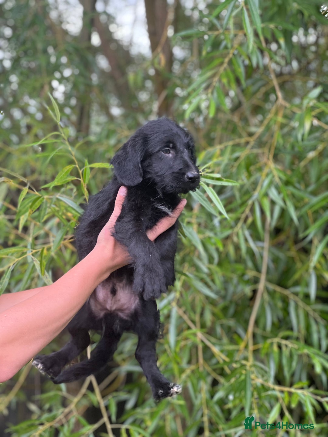 Bordoodle dogs for sale: Collie poodle ready now  - Image 6