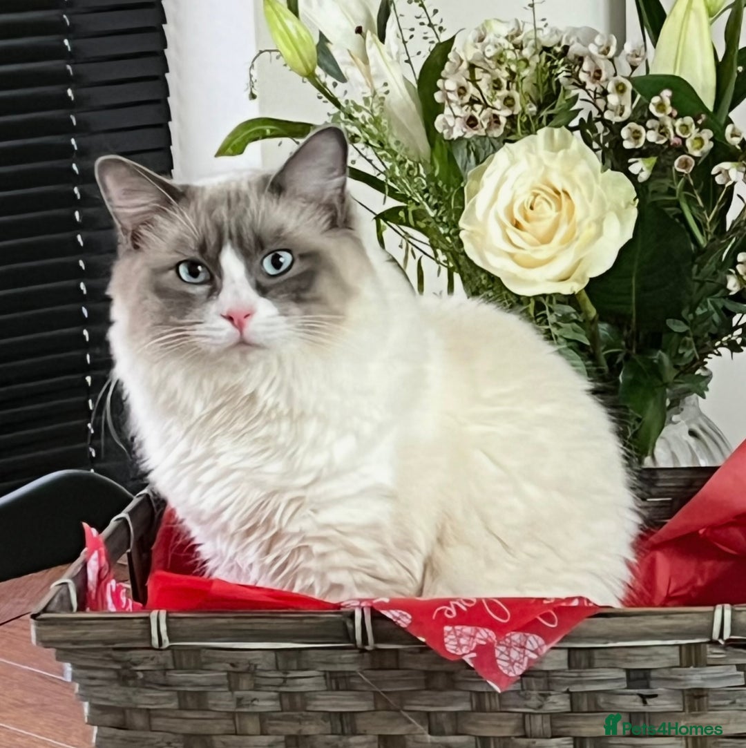 Mixed Breed cats for sale: Beautiful Perdoll Kittens🐾 - Advert 15