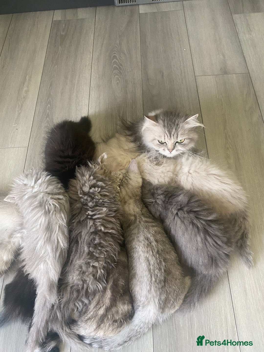 Selkirk Rex cats for sale: Beautiful selkirkrex babies - Image 8