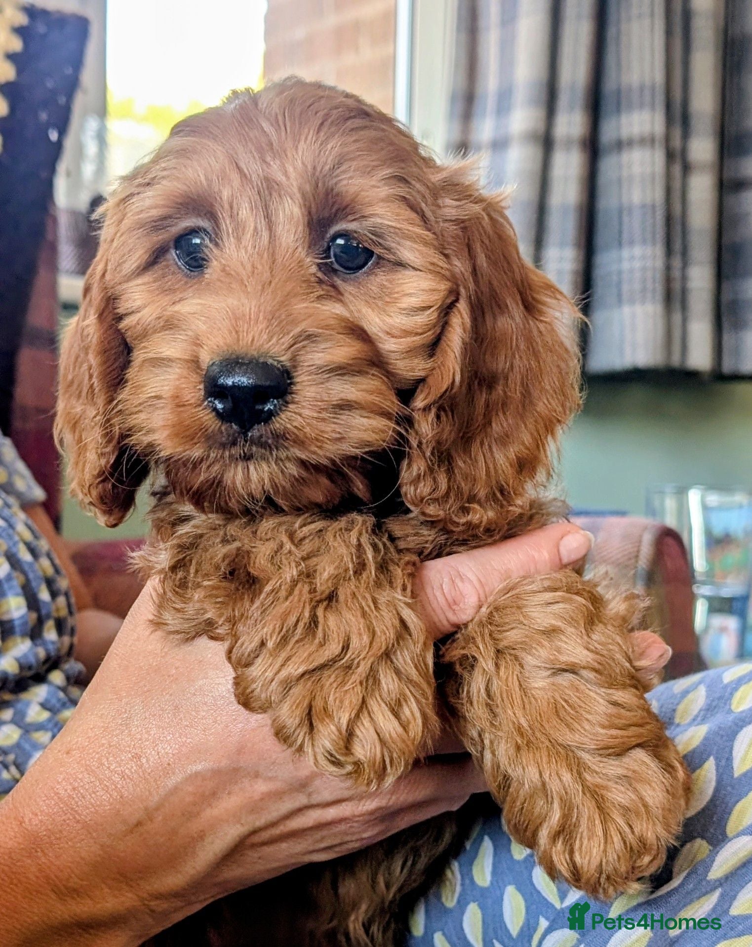 Cockapoo dogs Licensed breeder: Beautiful red health tested pups - Advert 18