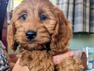 Cockapoo dogs Licensed breeder: Beautiful red health tested pups - Advert 18