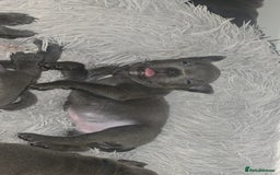 Staffordshire Bull Terrier dogs for sale: Staffordshire bull terrier  - Advert 27