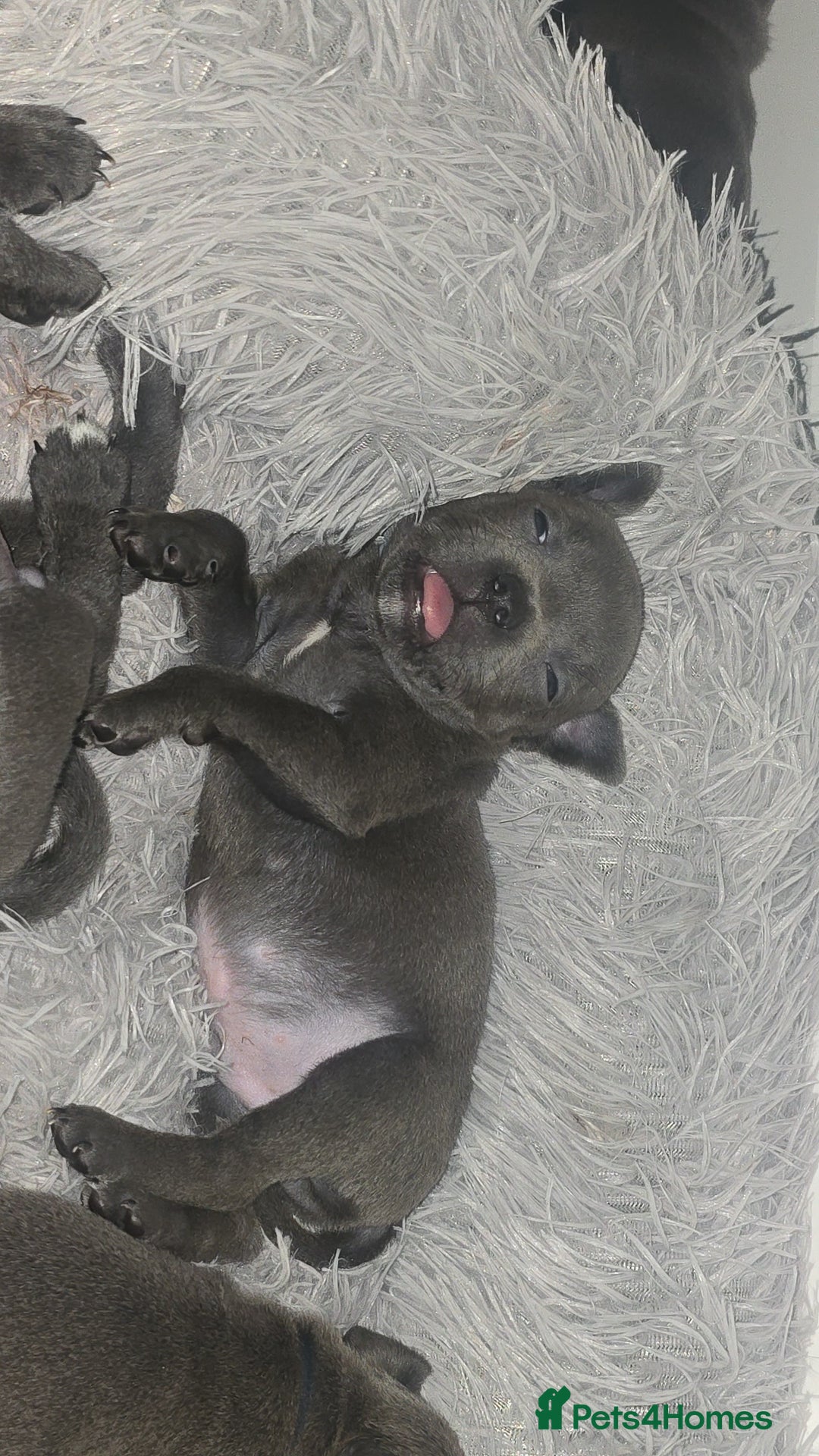 Staffordshire Bull Terrier dogs for sale: Staffordshire bull terrier  - Advert 27