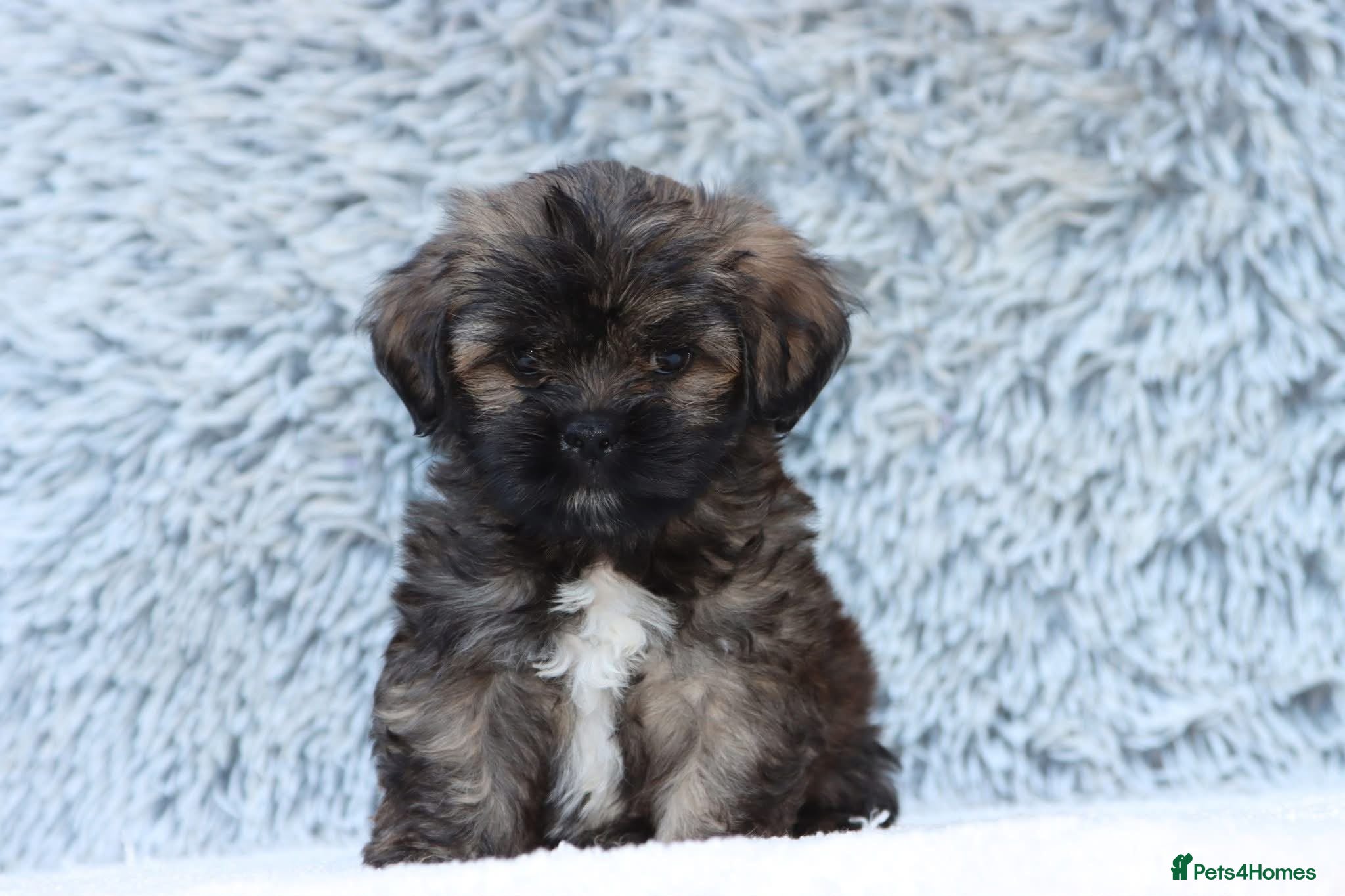 Lhasa Apso dogs LAST BOY PUP beautiful male lhasa Apso puppies  - Advert 1