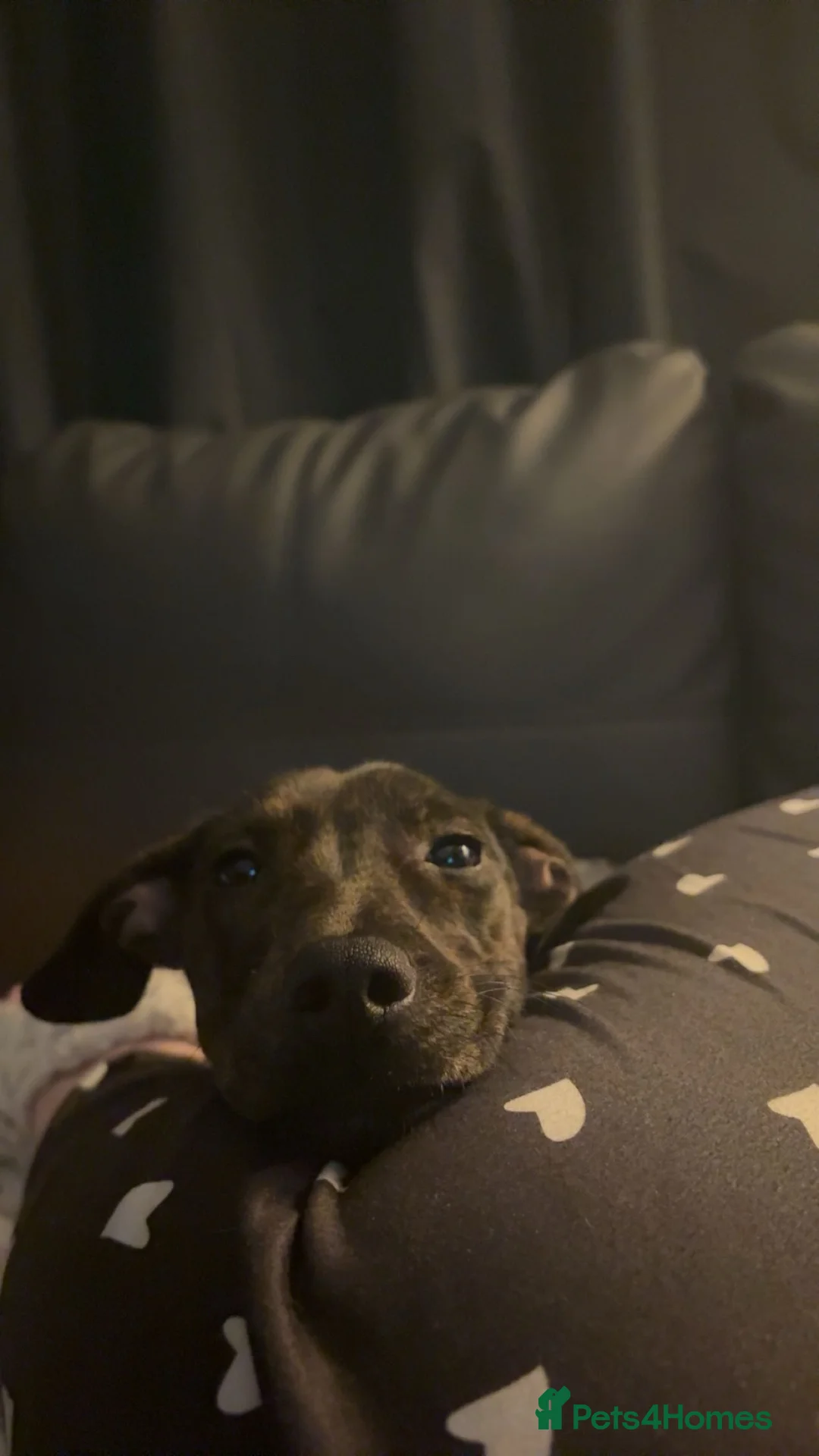 Mixed Breed dogs for sale: Female puppy looking for good home  in Dundee - Advert 4