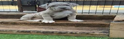 Mixed Breed dogs for sale: Neapolitan mastiff - Advert 17