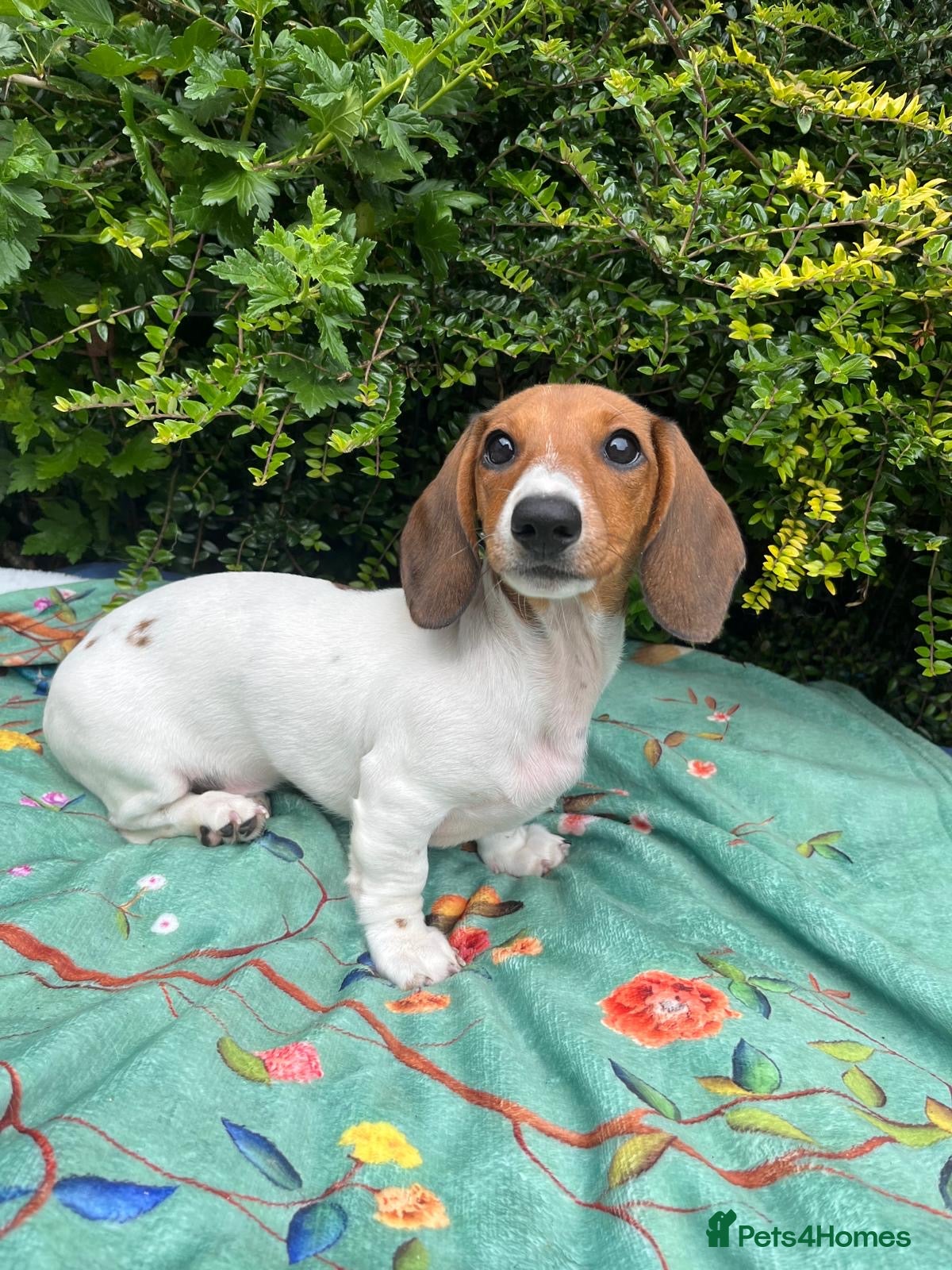 Miniature Dachshund dogs Beautiful Pedigree Miniature Dachshunds - Advert 1