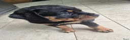 Rottweiler dogs for sale: Both Parents Elbows/hips scored, LEMP/JLPP Clear - Advert 7