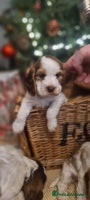 Cocker Spaniel dogs Show Type cocker spaniel puppies for sale - Advert 1
