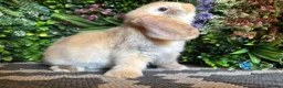 Mini Lop rabbits for sale: ⭐️Last chocolate harliquin boy⭐️ - Advert 1