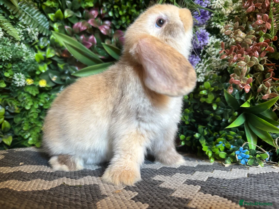 Mini Lop rabbits for sale: ⭐️Last chocolate harliquin boy⭐️ - Advert 1