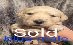 Golden Retriever dogs for sale: 7 Gorgeous golden retrievers puppies - Image 10
