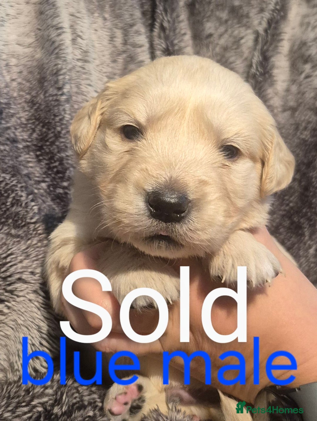 Golden Retriever dogs for sale: 7 Gorgeous golden retrievers puppies - Image 10