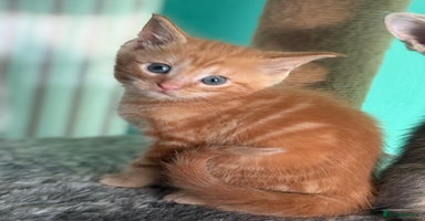 Maine Coon cats - Advert 1