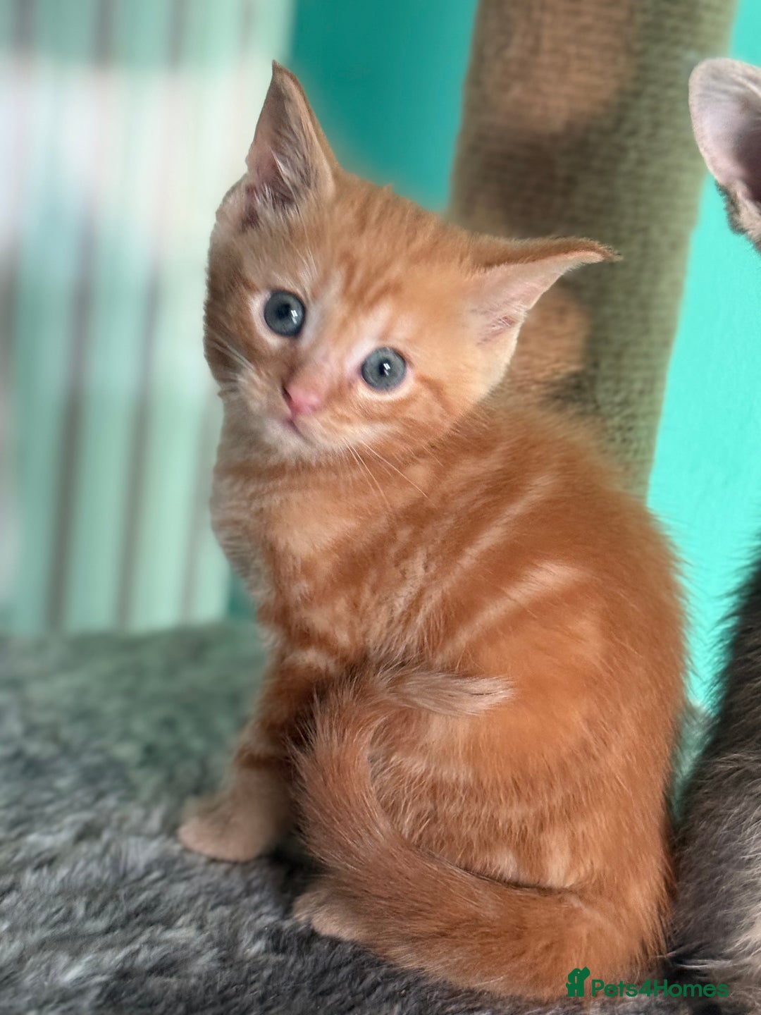 Maine Coon cats for sale: Adorable half mainecoon kittens for sale  - Image 3