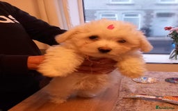 Bichon Frise dogs for sale: Lovely Bichon Maltese pups - Advert 6