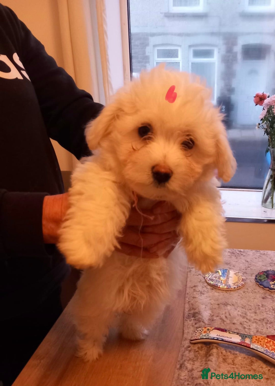 Bichon Frise dogs for sale: Lovely Bichon Maltese pups - Advert 6