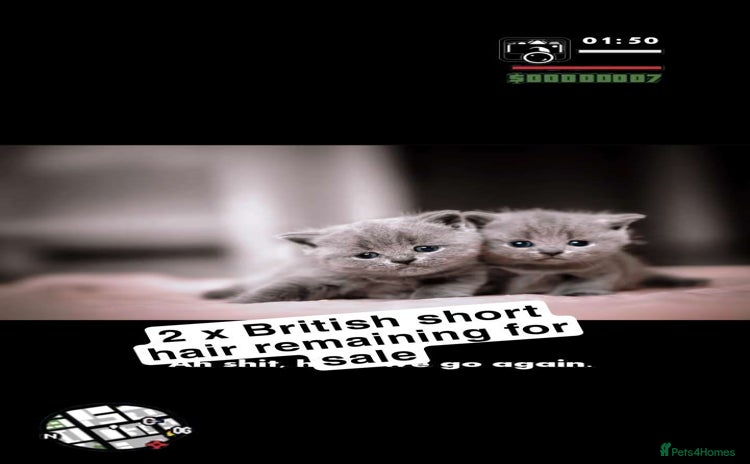 British Shorthair cats British short hair - Advert 2