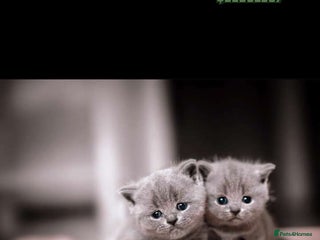 British Shorthair cats for sale: British short hair - Advert 1