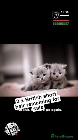 British Shorthair cats British short hair - Advert 5