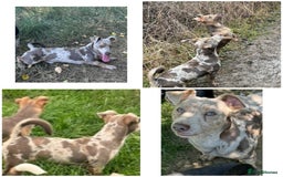 Jack Russell dogs for sale: Jack Russel male Lilca Merle  - Image 1