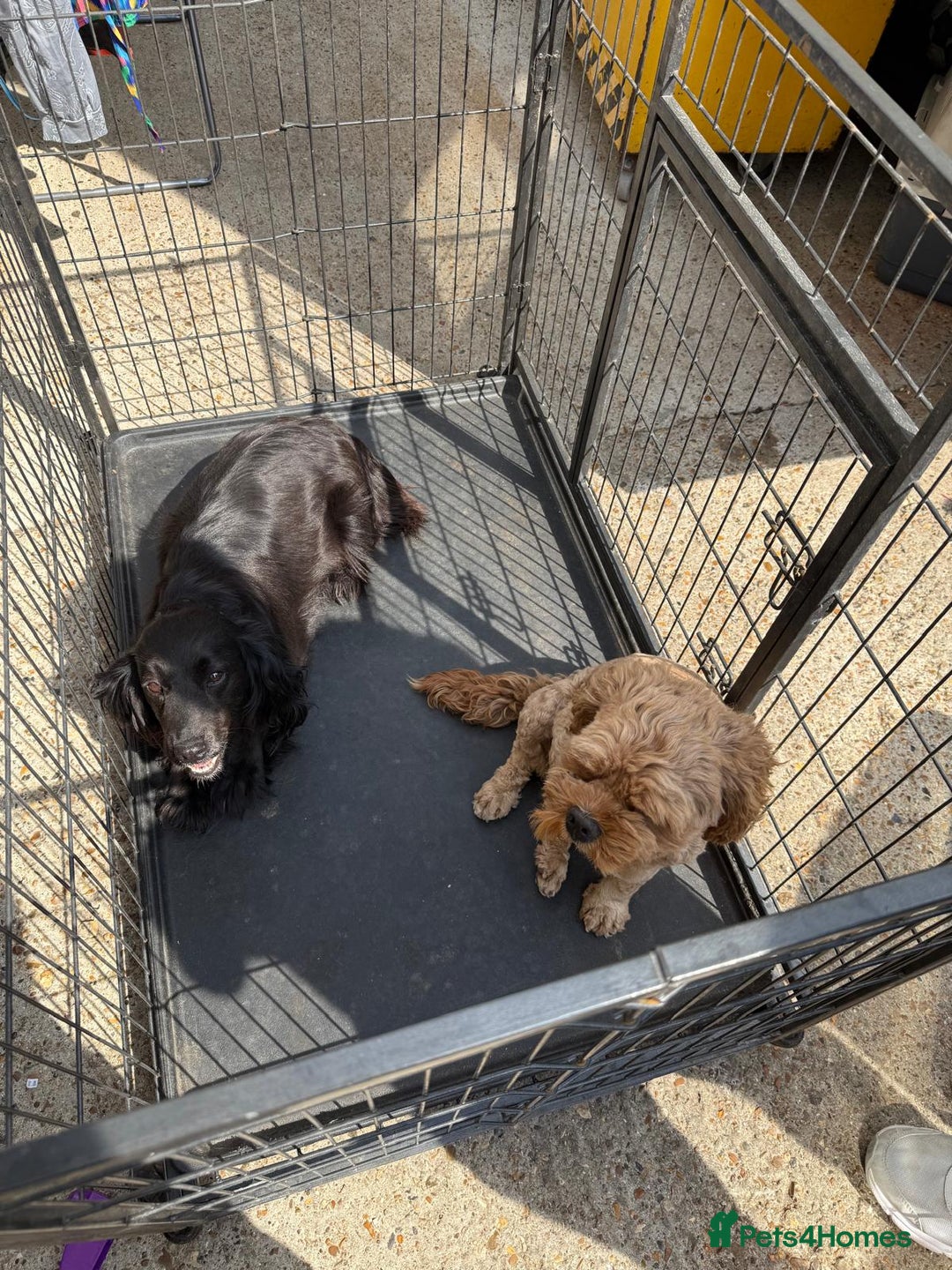 Cockapoo dogs for sale: Cockapoo puppies for sale  - Image 11