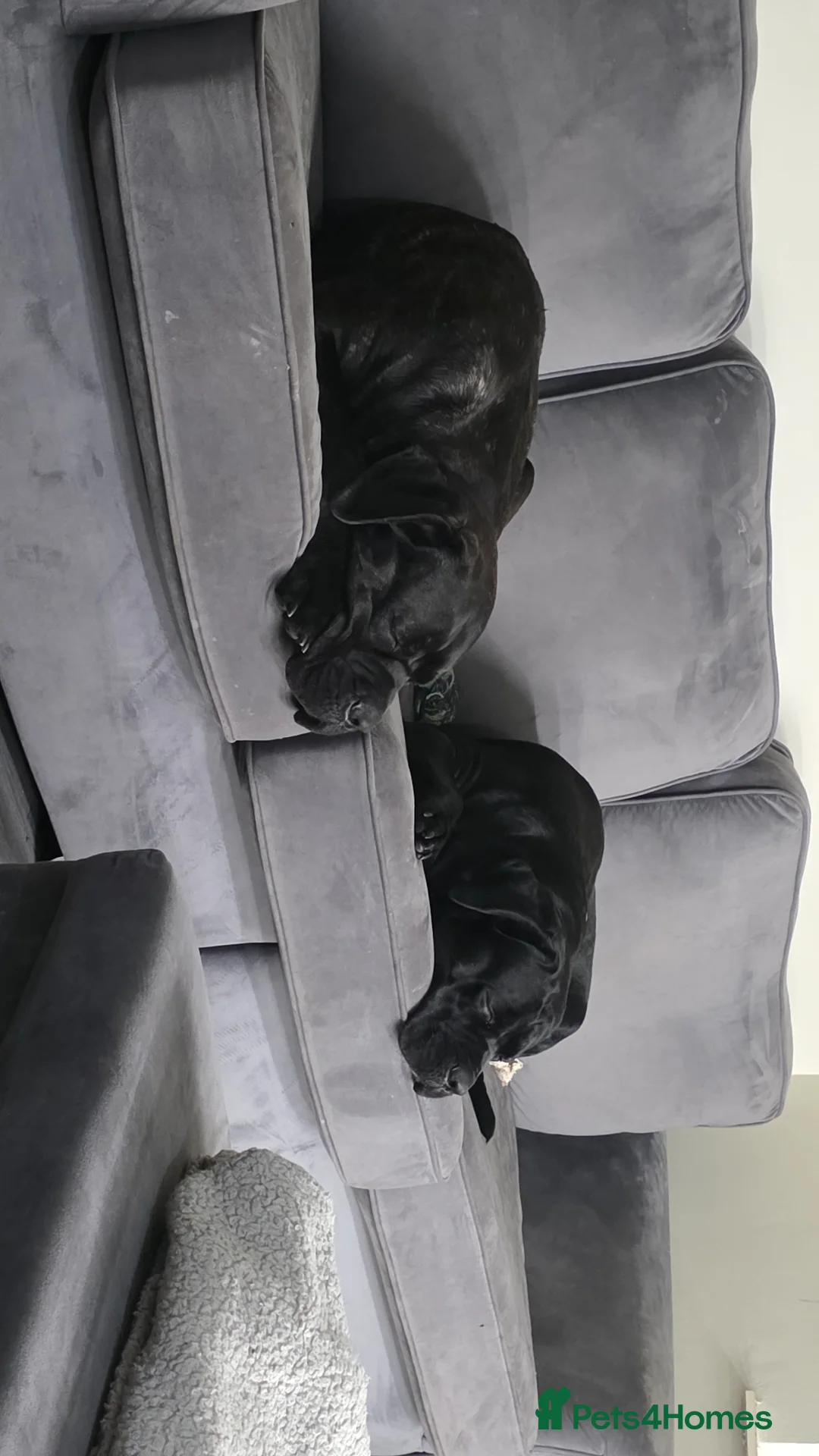 Cane Corso dogs for sale: Cane corso puppies - Advert 14