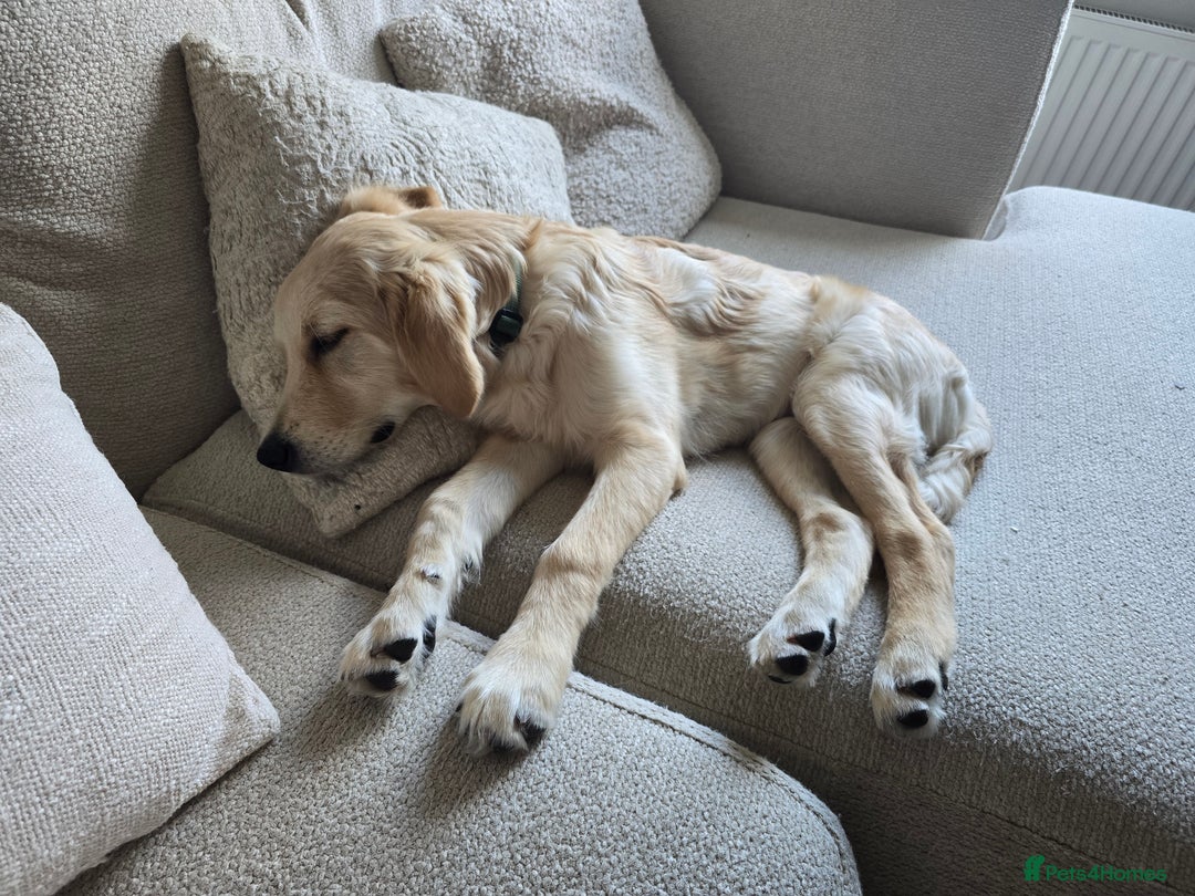Golden Retriever dogs for sale: 1 Male Golden Retriever Puppy - Image 2