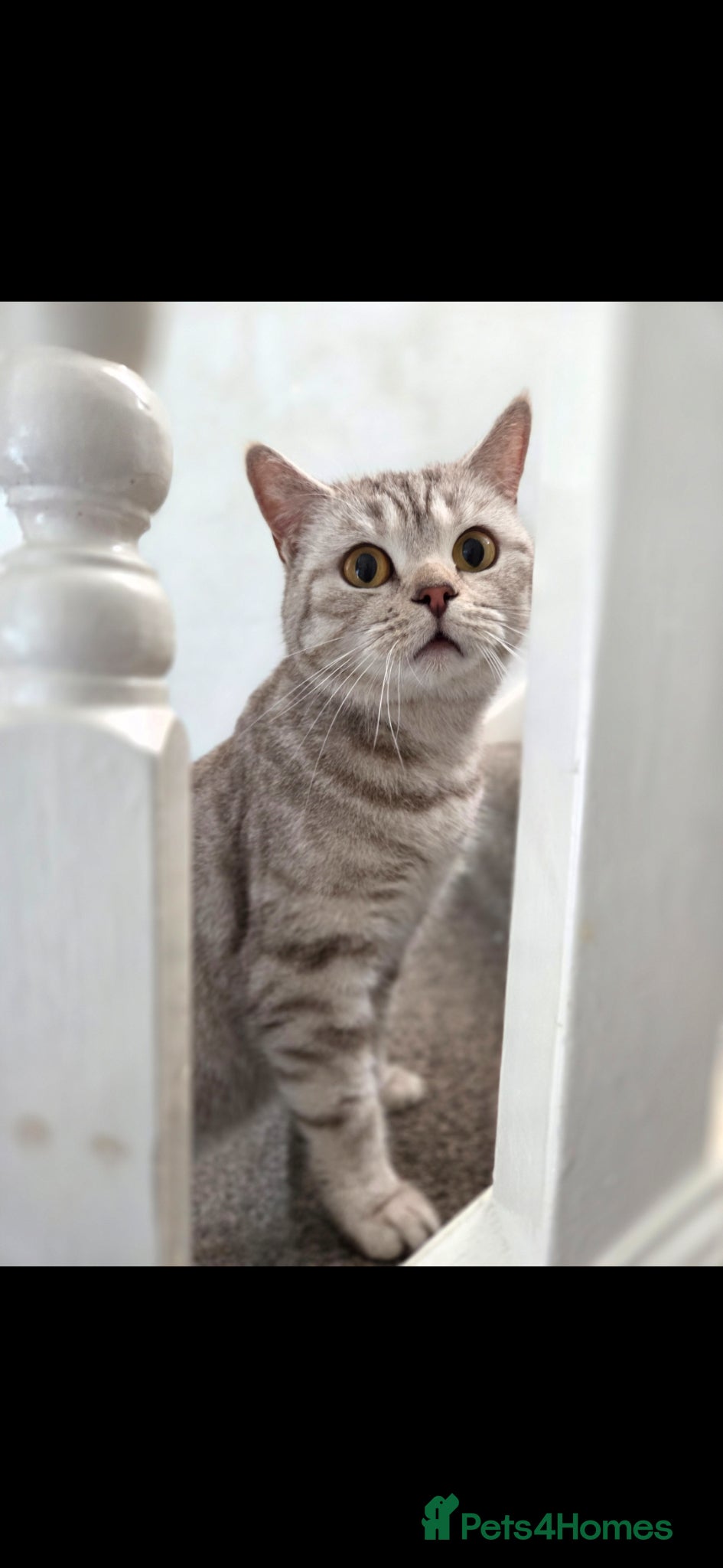 Mixed Breed cats for sale: Stunning kittens British shorthair  x maine coon - Advert 8