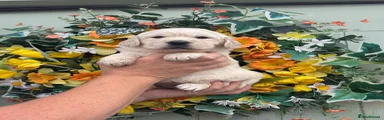Golden Retriever 6