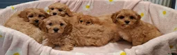 Cavapoochon dogs for sale: Gorgeous Cavapoochon Puppies for sale! - Advert 4