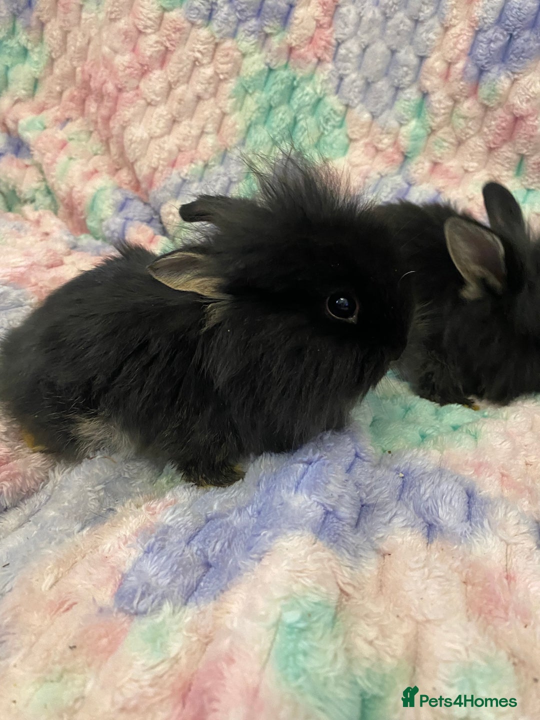 Lionhead rabbits for sale: Lionhead babies  - Advert 8