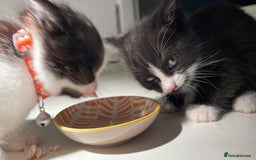 Mixed Breed cats for sale: Three energetic kittens: Noodle, Peanut and Daisy - Advert 19