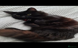 Mixed Breed cats for sale: Meet our handsome boy - Image 1