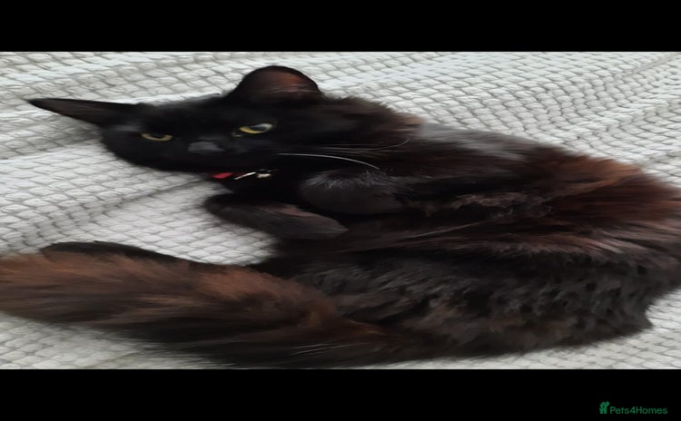 Mixed Breed cats - Advert 4