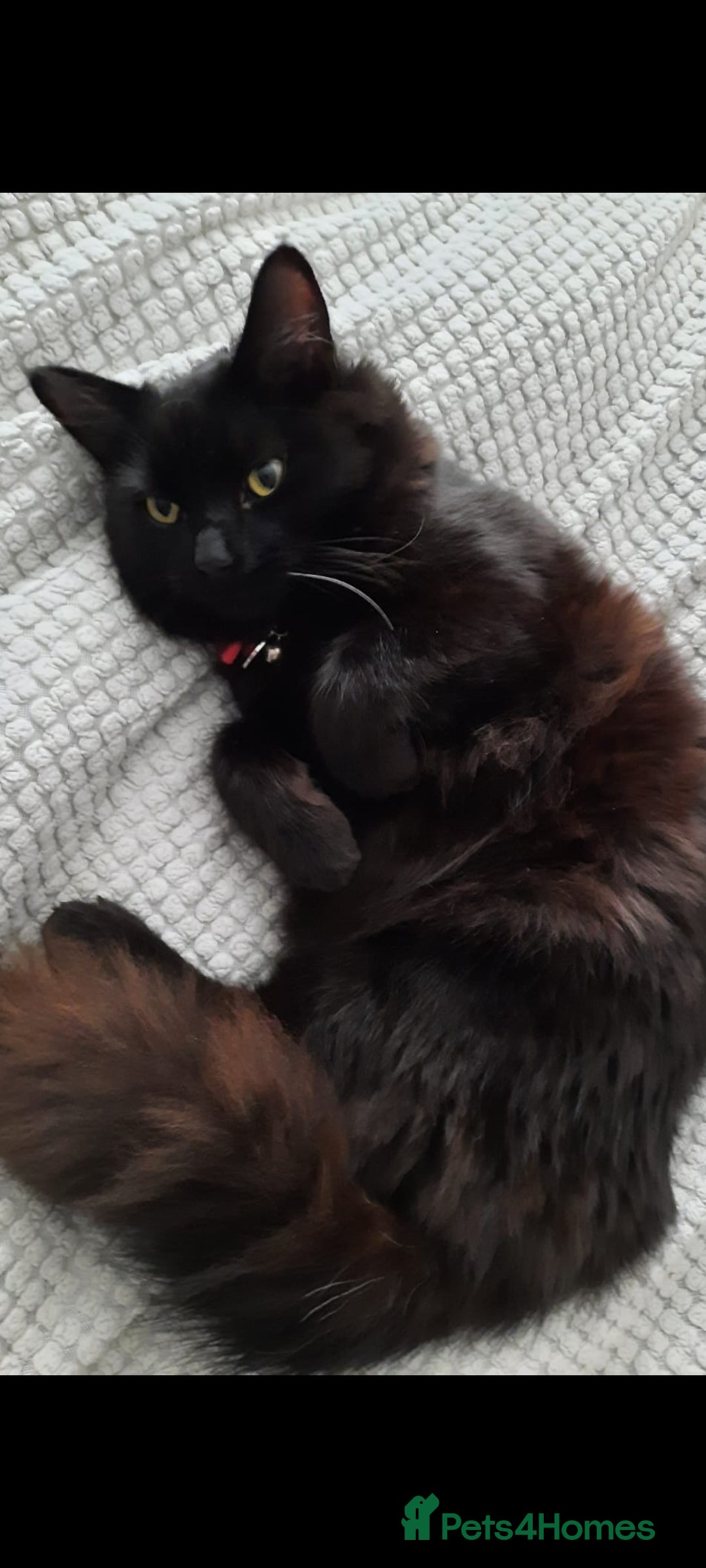 Mixed Breed cats for sale: Meet our handsome boy - Image 1
