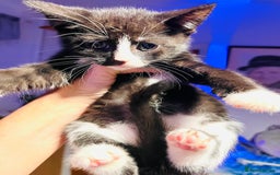 Mixed Breed cats for sale: Beautiful kitten ready to go to new home - Image 7