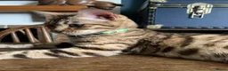 Bengal cats for sale: Tica Bengal Queen - Advert 8