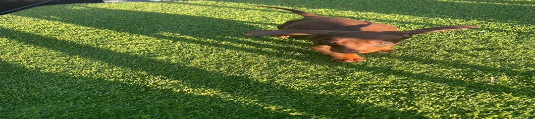 Miniature Dachshund Puppy 2