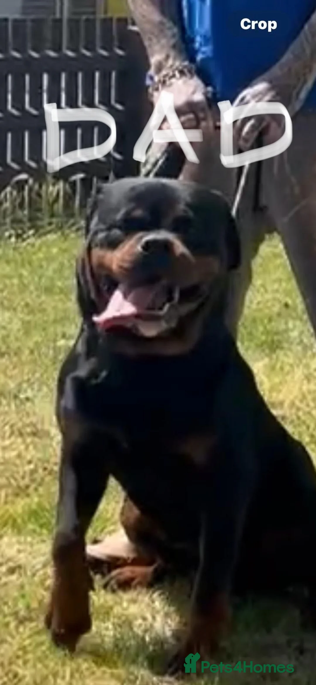 Rottweiler dogs for sale: 20 Week Old Female Rotty  - Advert 8